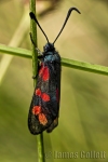 Six Spot Burnet Moth
