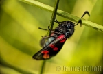 Six Spot Burnet Moth